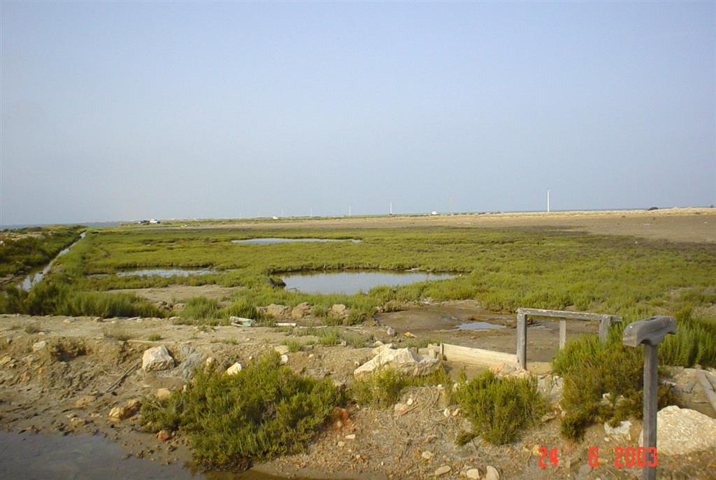 Salina abandonada totalmente colmatada por sedimentos y colonizada por vegetación halófita. Península de La Banya.