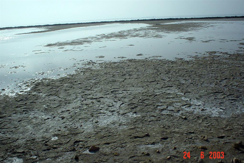 Depósitos litoral de marjal en el extremo meridional de la flecha de Trabucador.