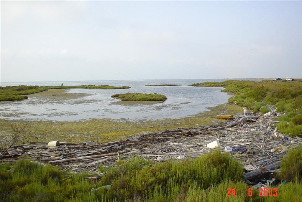 Acumulación de residuos flotantes entre depósitos litorales de marjal en la Ensenada de Los Alfaques. Extremo meridional de la flecha de Trabucador.