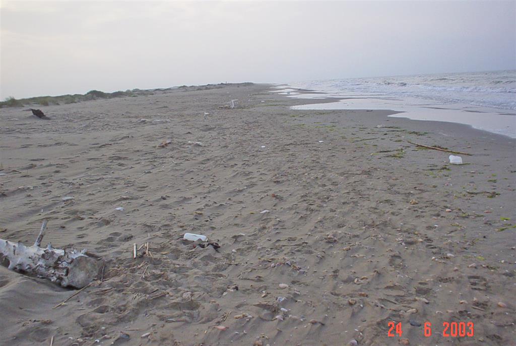 Desarrollo de cúspides en la playa expuesta de la Marquesa (Península del Fangar).