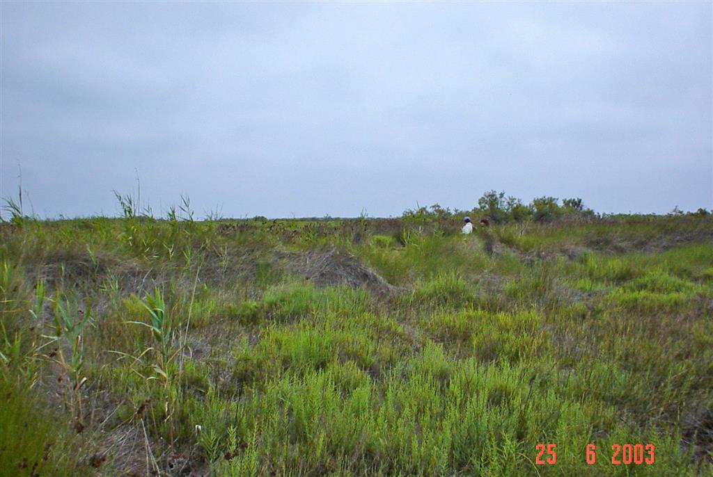 Vista general de la llanura deltaica con vegetación. Isla de San Antonio.