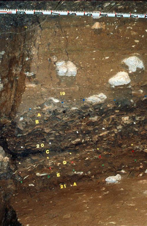 Dertalle de otra sección estratigráfica que muestra los niveles 19, 20 y 21 de la secuencia de El Castillo cuyo contenido corresponde a los restos de ocupaciones de poblaciones de neandertales (foto Federico Bernaldo de Quirós)