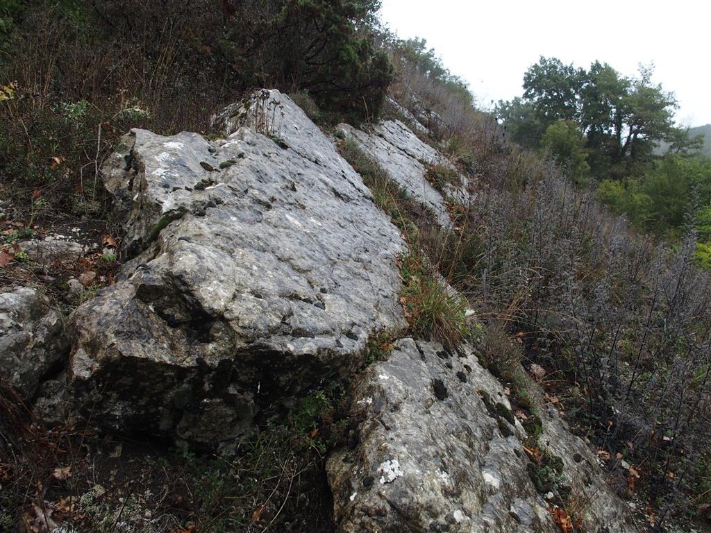 Estratos de calizas paleocenas con buzamiento moderado al sur