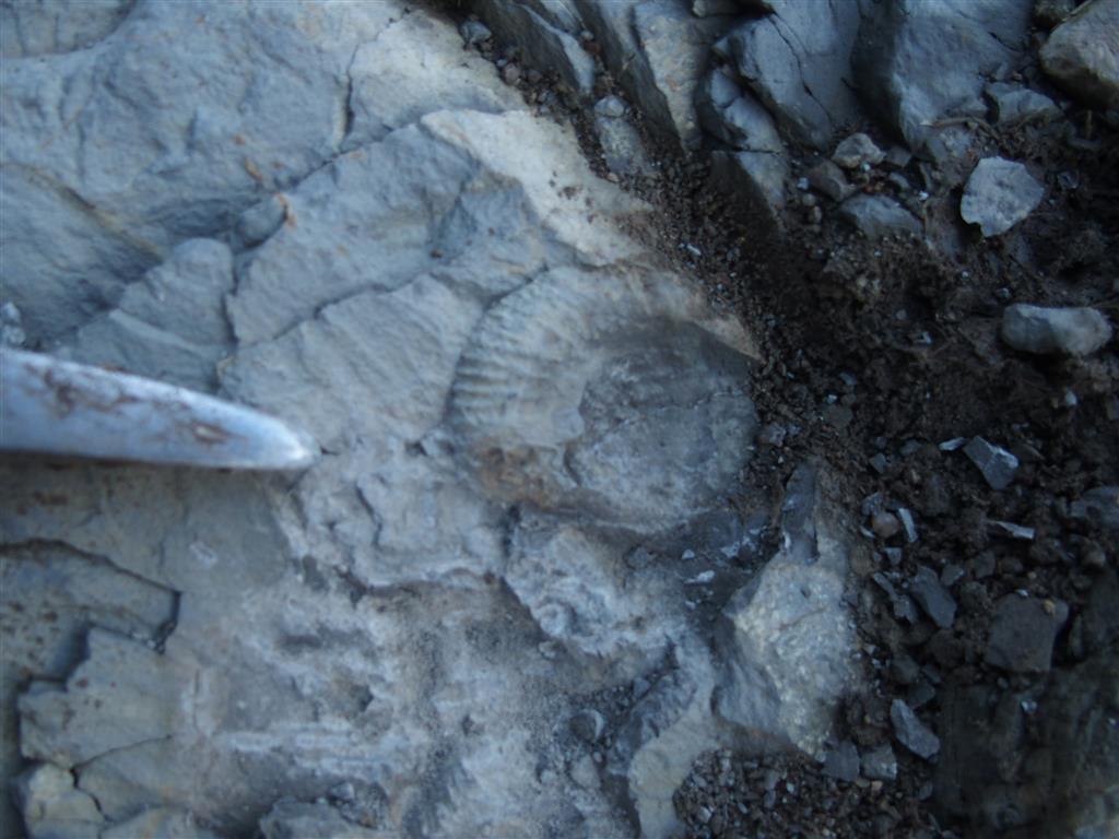 Fragmento de ammonites en caliza margosa jurásica.
