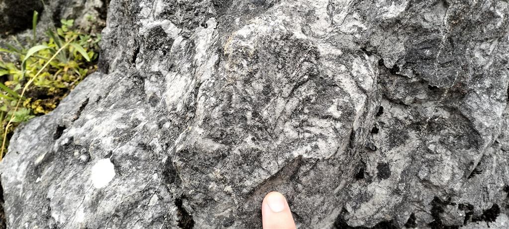 Detalle de las calizas arrecifales cretácicas en los alrededores de Betelu.