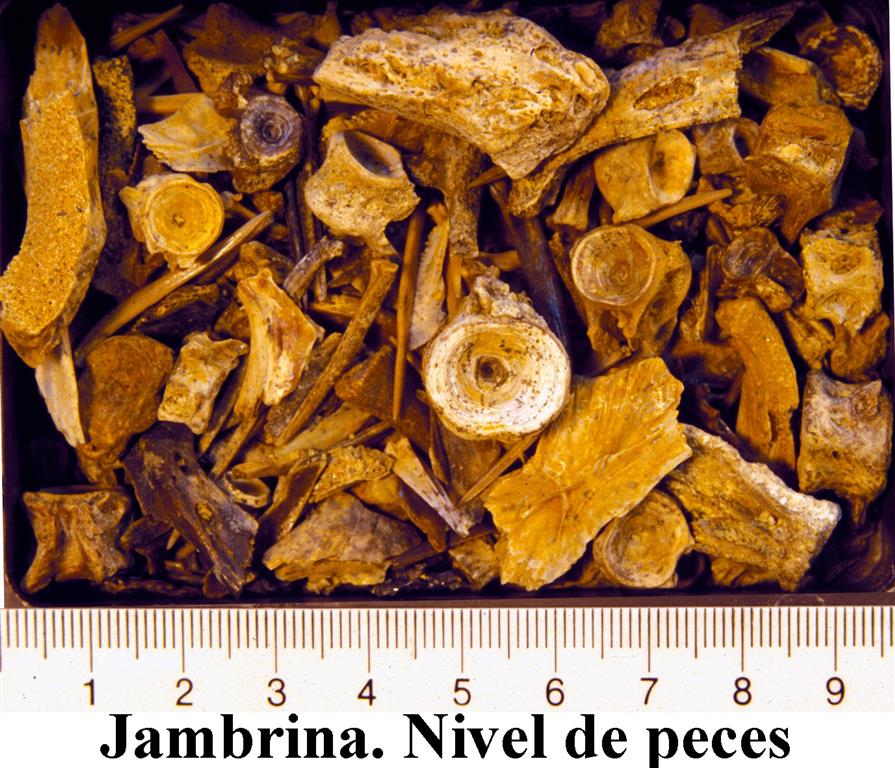 Nivel de peces de Jambrina (© J. Morales)
