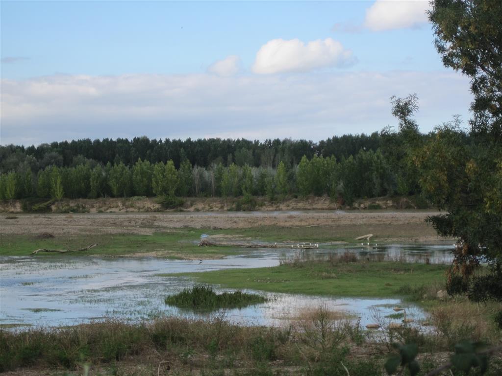 Barras de gravas en el soto de La Nanva