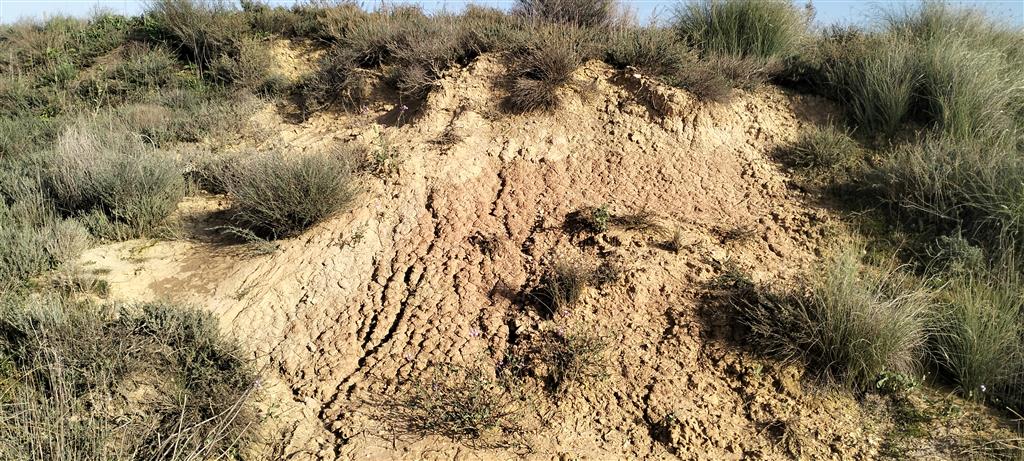 Aspecto del sustrato rocoso arcilloso que constituye el vaso del embalse.