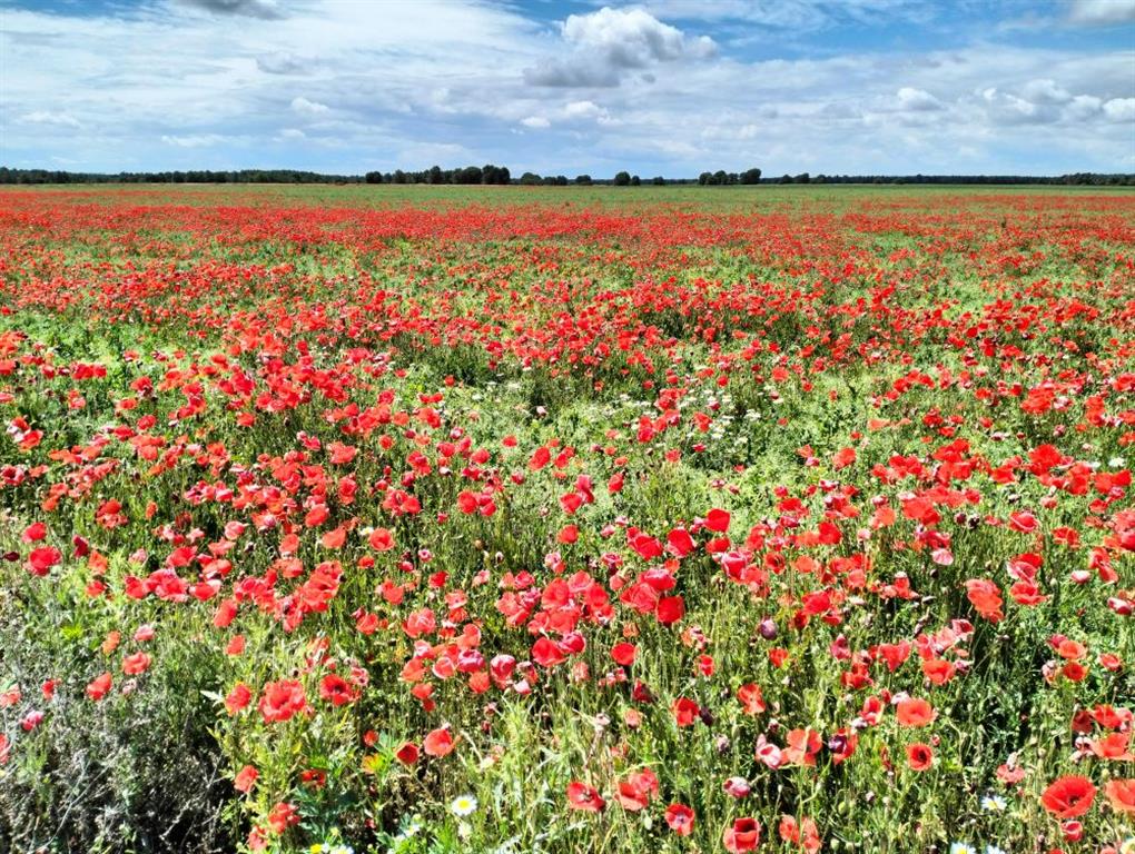 Aspecto general de la superficie de la Plana de Larrate en primavera.