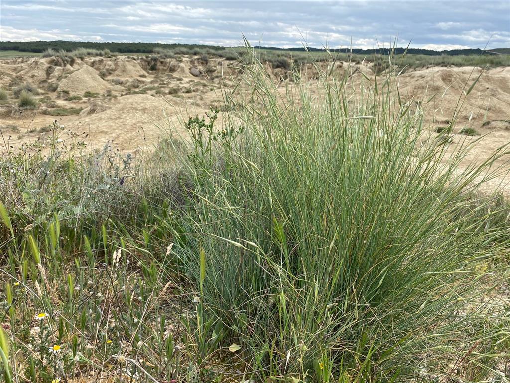 Vegetación autóctona de esparto en el Salobre. Fuente: Cortesía del Área de Edafología y Química Agrícola de la Universidad Pública de Navarra.