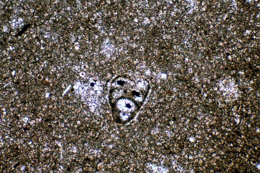 Foraminífero en peperita micrítica de un "dique" de marga en coladas submarinas de verita. (NPx25). Localidad, Vera. (Muestra 106212-DP)