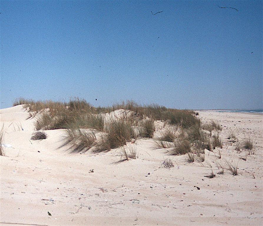 Dunas costeras: primer cordón dunar