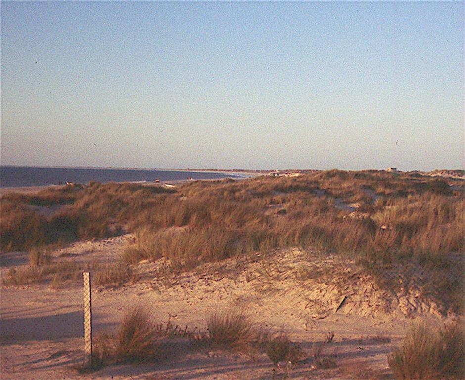 Dunas costeras: segundo cordón, fijado por vegetación natural