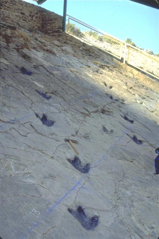 Un conjunto de rastros paralelos de terópodos evidenciando una conducta gregaria en el yacimiento de Los Cayos A.