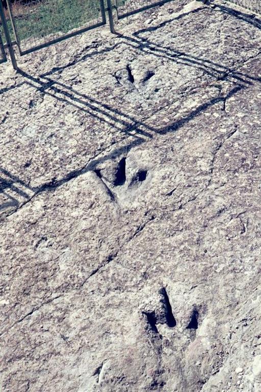 El afloramiento contiene diversos rastros de dinosaurios terópodos, ornitópodos y una pista de un saurópodo. En la imagen, rastro mejor conservado de este yacimiento. Consiste en 4 icnitas de gran tamaño (c.a. 42 cm de longitud) producidas por un dinosaurio terópodos de gran talla. Están fuertemente impresas en el sedimento y muestran unos dedos muy alargados, esbeltos, fuertemente acuminados así como una superficie plantar estrecha y alongada proximalmente. 
