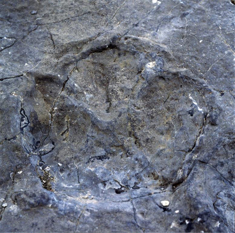 Hadrosaurichnoides igeensis. Icnitas de Dinosaurio en la localidad de El Peladillo. Igea. Foto Patrimonio Paleontológico de La Rioja