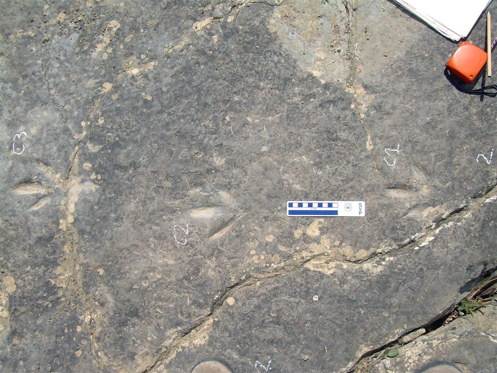 Uno de los rastros mostrando la morfología de estas icnitas tridáctilas, cuya aparición en todo Cameros es, hasta ahora, exclusiva de este yacimiento.   
