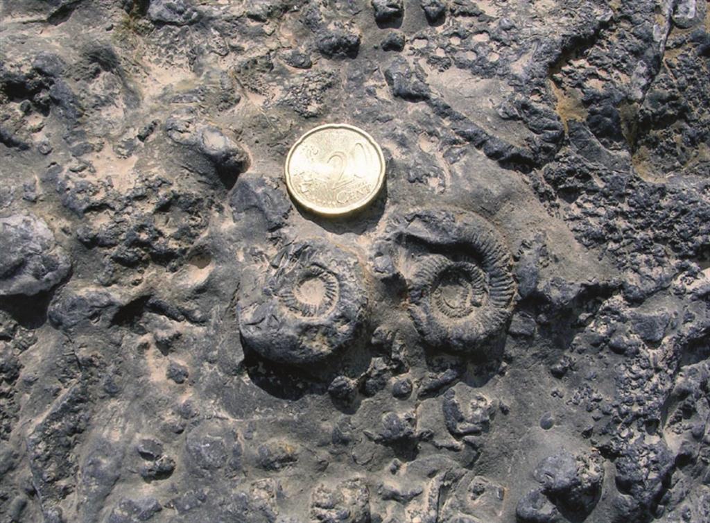 Detalle de los niveles de la Fm. Yátova (Oxfordiense) con abundantes fósiles de espongiarios, amonites, crinoides, y otros grupos. Rambla de La Paridera (Foto G. Meléndez)