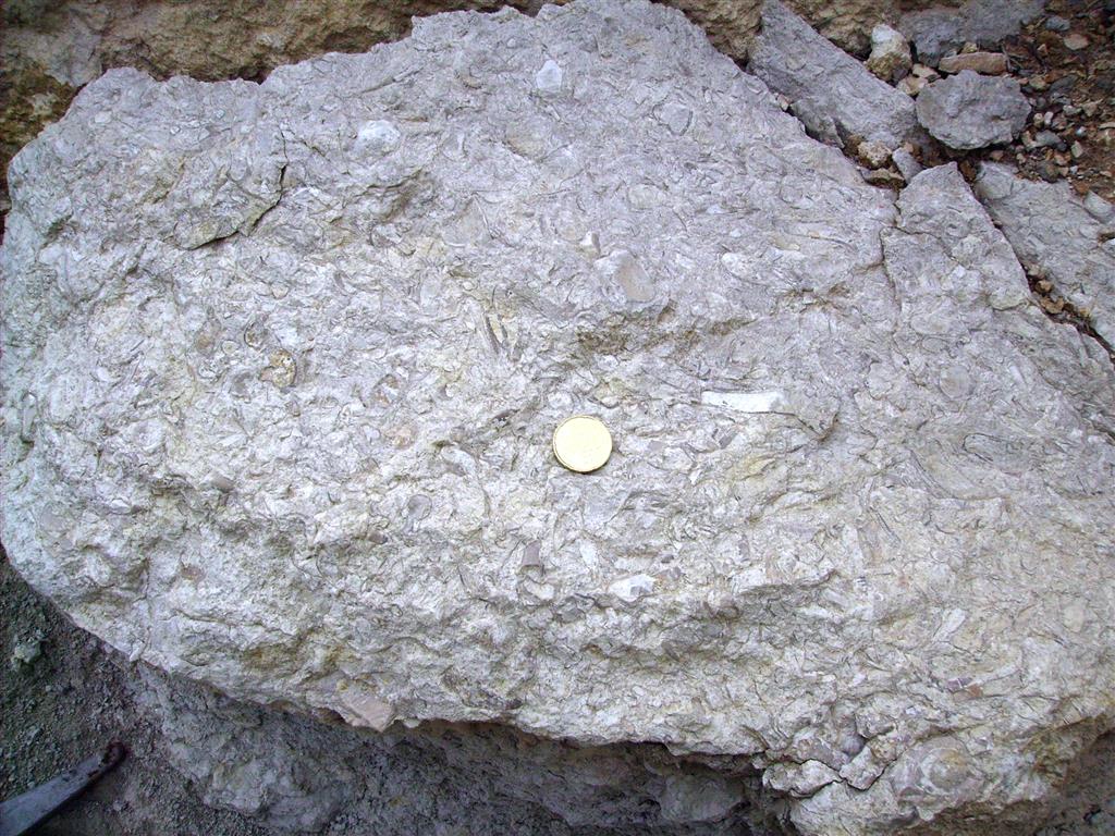 Detalle del contenido fosilífero (radiolítidos) de las calizas de la Fm. Calizas de la Cañadilla Santoniense superior-Campaniense inferior). Paraje de la curva de la Cuesta de Villarroya. A-226. (Fortanete).