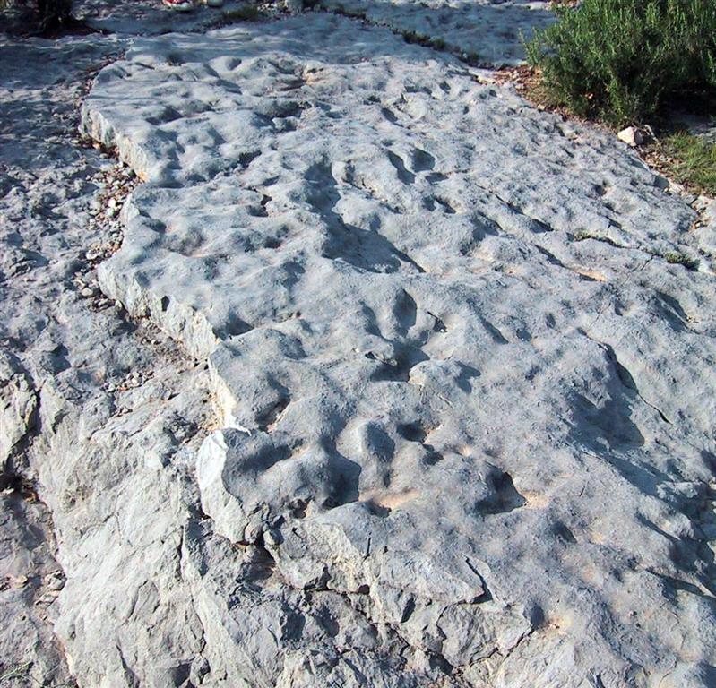 Yacimiento de Vallivana (Morella, Castellón) formado por un conjunto de icnitas de terópodos de media talla. 