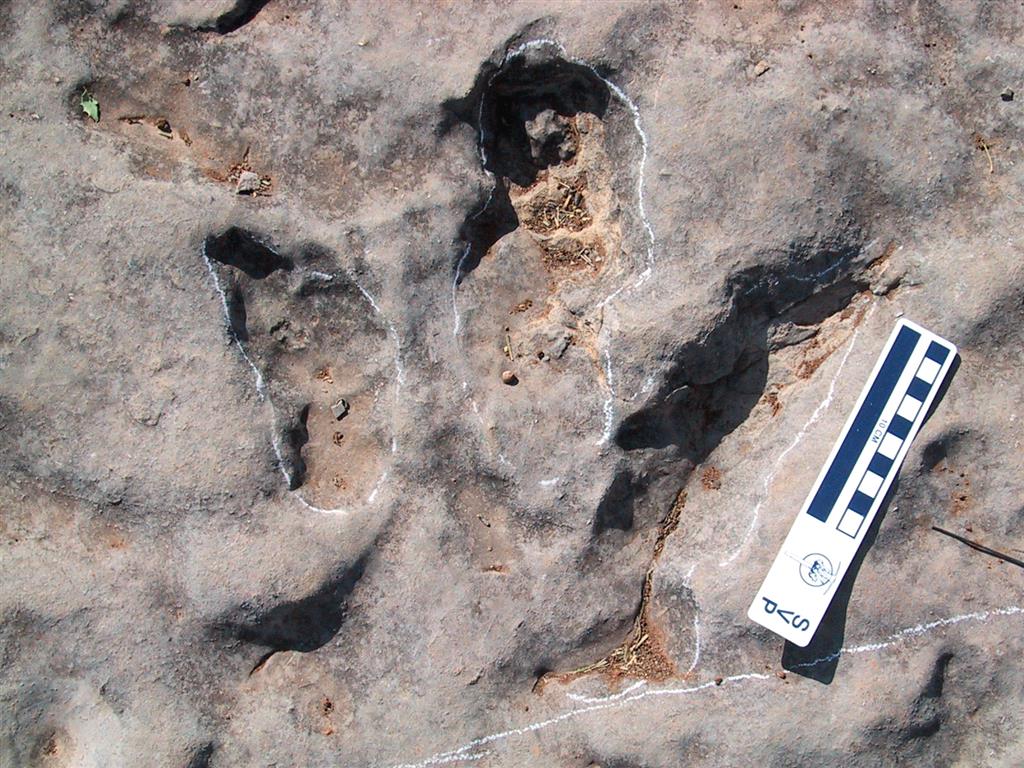 Icnita aislada mostrando la morfología que permite identificar al conjunto como producto de dinosaurios terópodos.   
