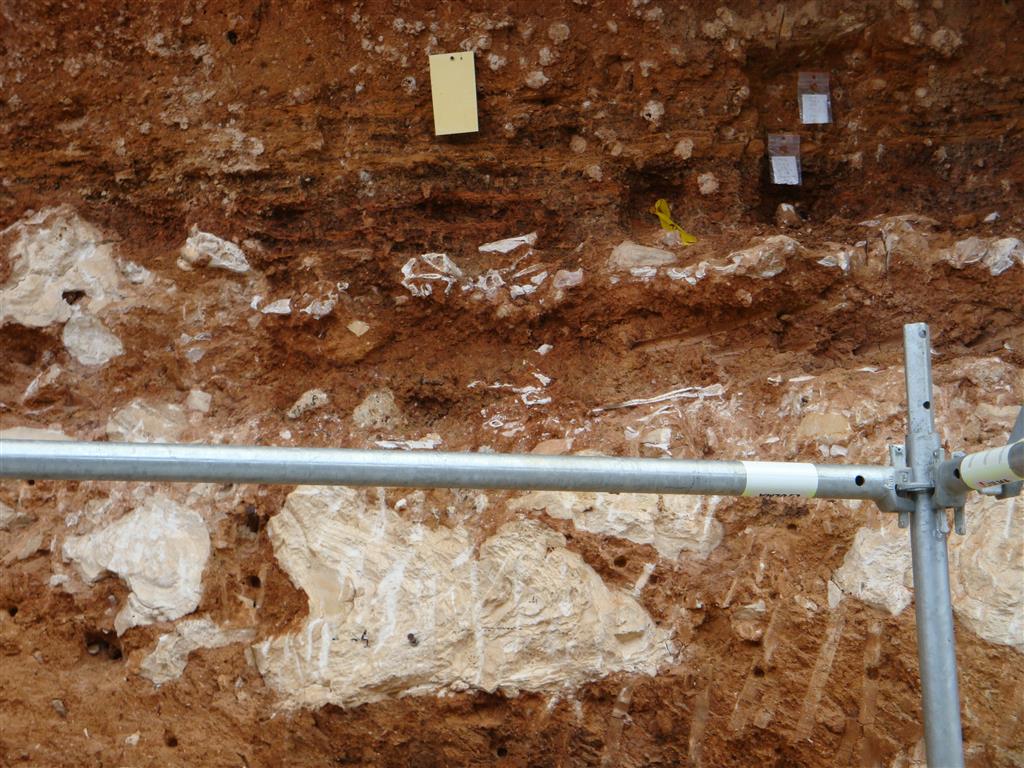 Yacimiento Galería. Nivel sedimentario con espeleotemas caídos y acumulación de huesos por encima. Trinchera del ferrocarril. Atapuerca.