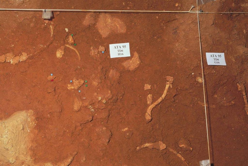 Detalle del descubrimiento de restos humanos en el nivel TD-6, en el yacimiento Gran Dolina en la trinchera del ferrocarril de la Sierra de Atapuerca (foto Equipo Investigador de Atapuerca)