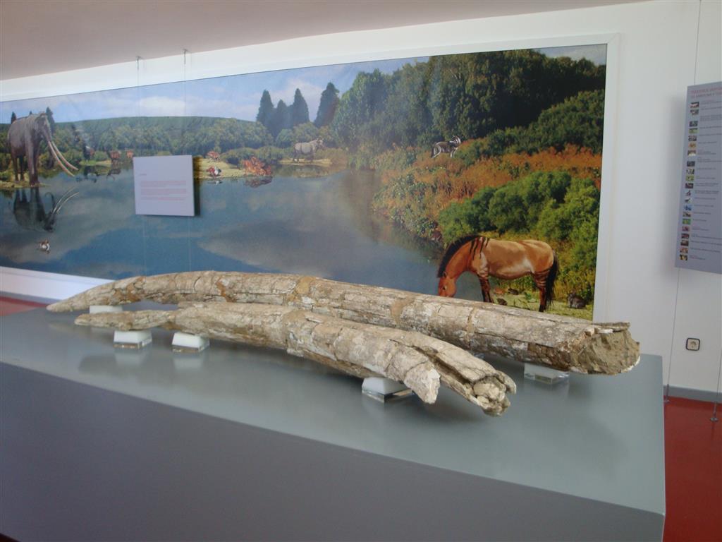  Interior del museo de Ambrona. Defensas fósiles de Palaeoloxodon antiquus del Pleistoceno medio (400.000 – 350.000 años). Yacimiento paleontológico de Ambrona.