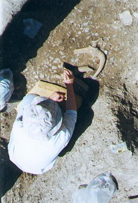 Vista parcial de las excavaciones recientes de M. Santonja y A. Pérez-González en el yacimiento de Ambrona (foto Manuel Santonja)