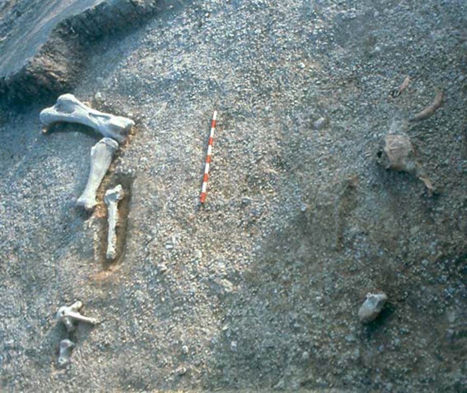 Concentración ósea aparecida en el yacimiento de Ambrona durante las excavaciones recientes de M. Santonja y A. Pérez-González (foto Manuel Santonja)