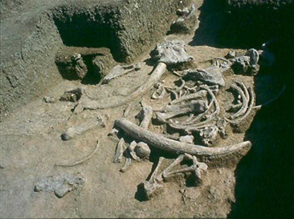 Restos óseos de elefante aparecidos en el yacimiento de Ambrona durante las excavaciones recientes de M. Santonja y A. Pérez-González (foto Manuel Santonja)