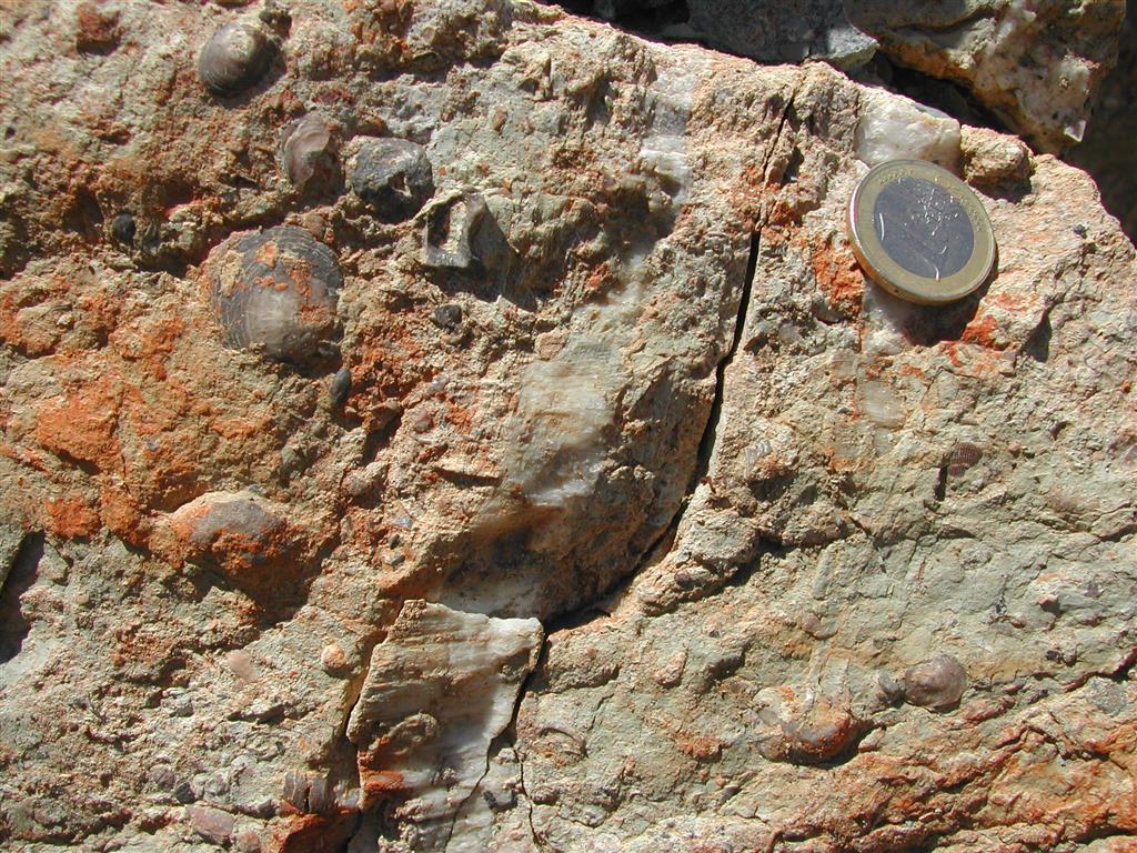 Detalle de afloramiento de las calizas del Cretácico en el corte estratigráfico junto a la curva del km 86,6 de la carretera A-226, mostrando fósiles de invertebrados y calcita con estrías de falla (716.849, 4.488.324).