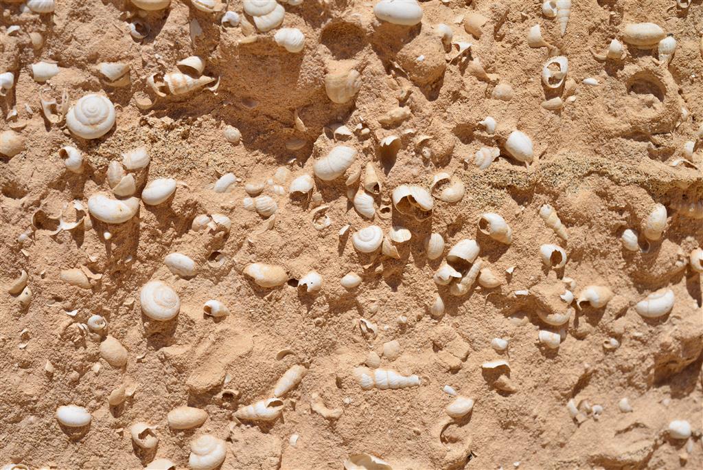 Conchas fósiles de gasterópodos terrestres y trazas de Rebbuffoichnus sp. del barranco de los Encantados