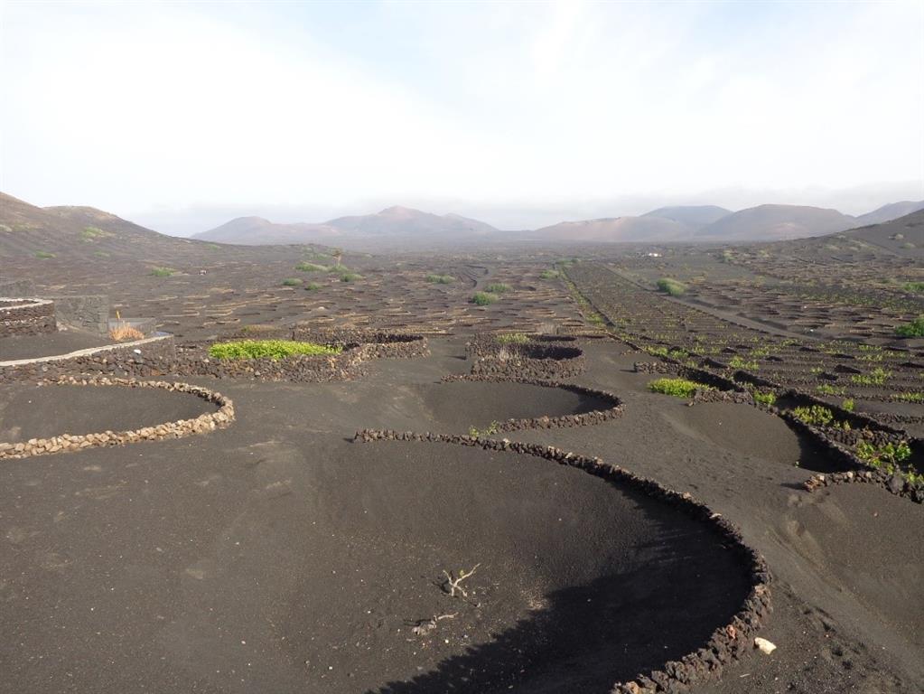 Campo de lapilli de dispersión de las erupciones históricas del s. XVIII de Timanfaya, en la zona de La Geria, con su sistema de cultivo típico para la vid que tiene la categoría de paisaje protegido
