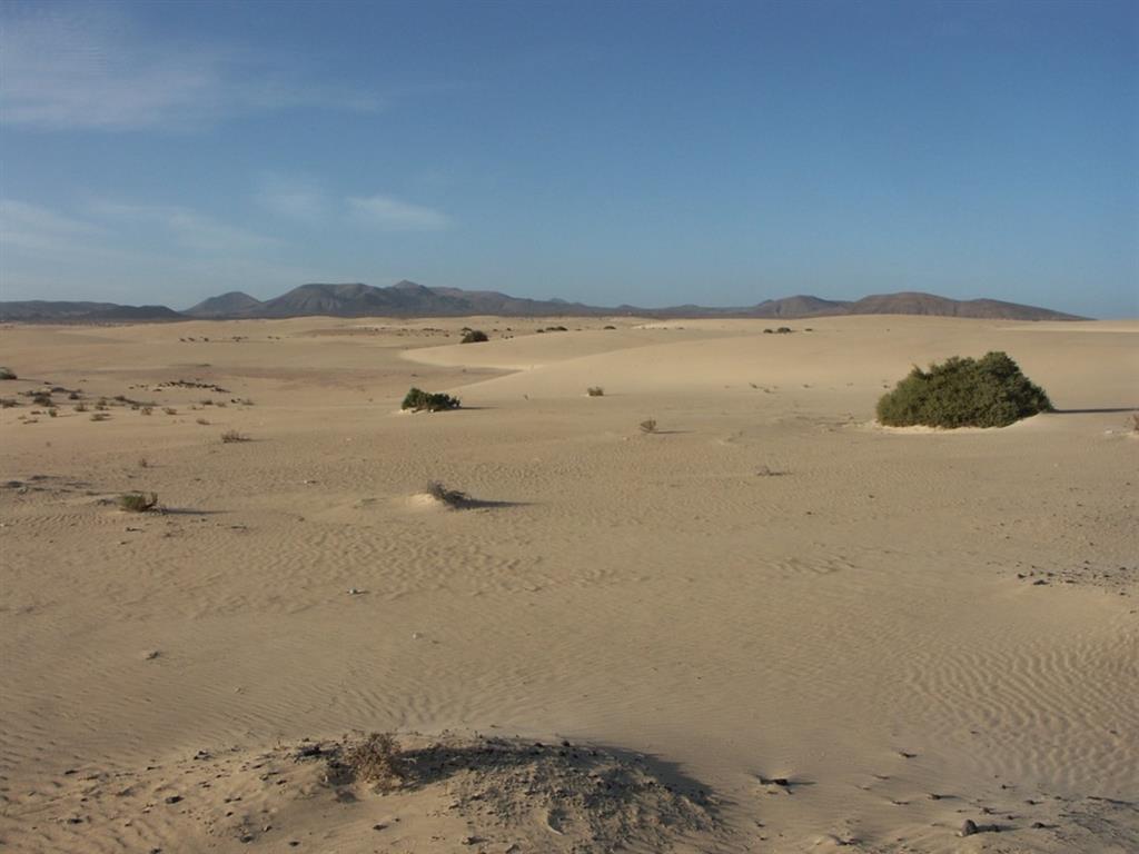 Aspecto general del campo de dunas de Corralejo.