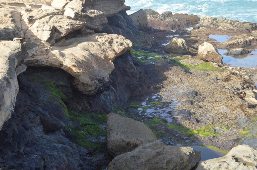 Detalle del manantial. La presencia de agua dulce propicia el crecimiento de musgo y algas