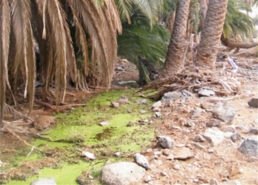 Detalle de la escorrentía de agua proveniente del manantial en la base del palmeral de Madre del Agua