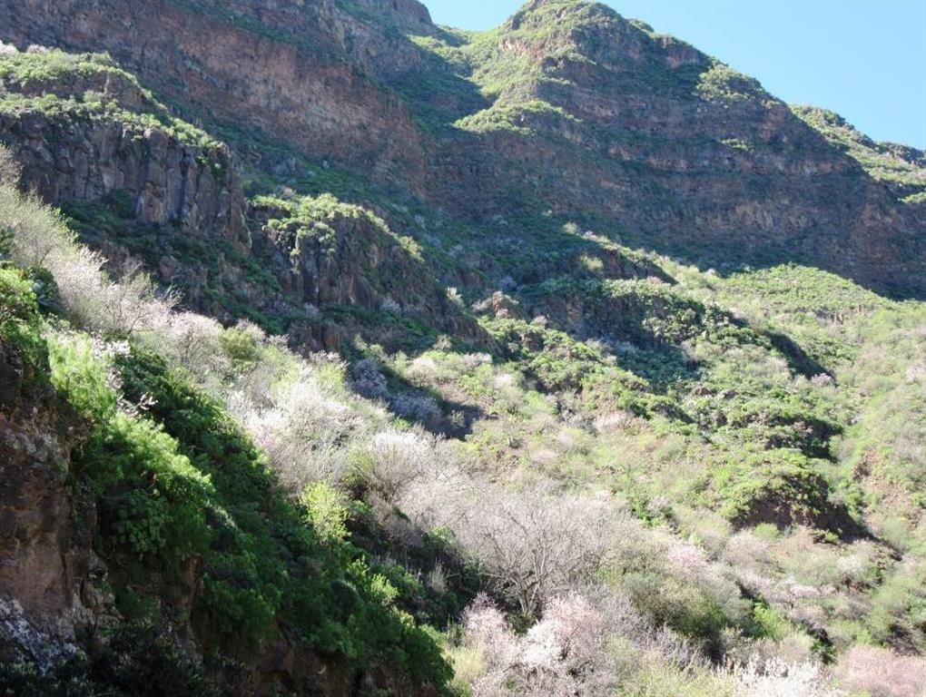 Margen del barranco de Guayadeque donde se observa la sucesión de materiales basálticos del ciclo Post-Roque Nublo, en los que se excava el barranco