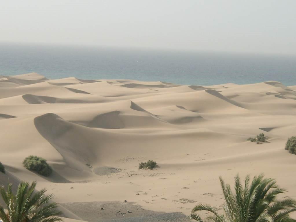 Detalle del campo de dunas barján de Maspalomas