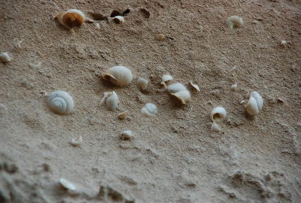 Conchas de gasterópodos terrestres fósiles en uno de los niveles arenosos del afloramiento de Milán