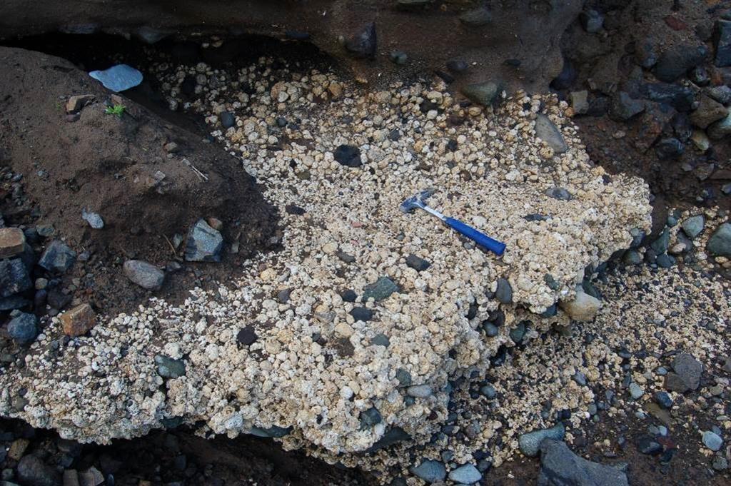 Nivel de rodolitos cementados con conchas de moluscos marinos.