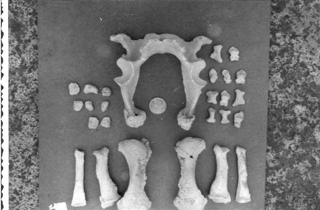 Restos fósiles de Geochelo burchardii colectados por Telésforo Bravo en las canteras de Adeje y que se encuentran depositados en el Museo de Ciencias Naturales de Tenerife.