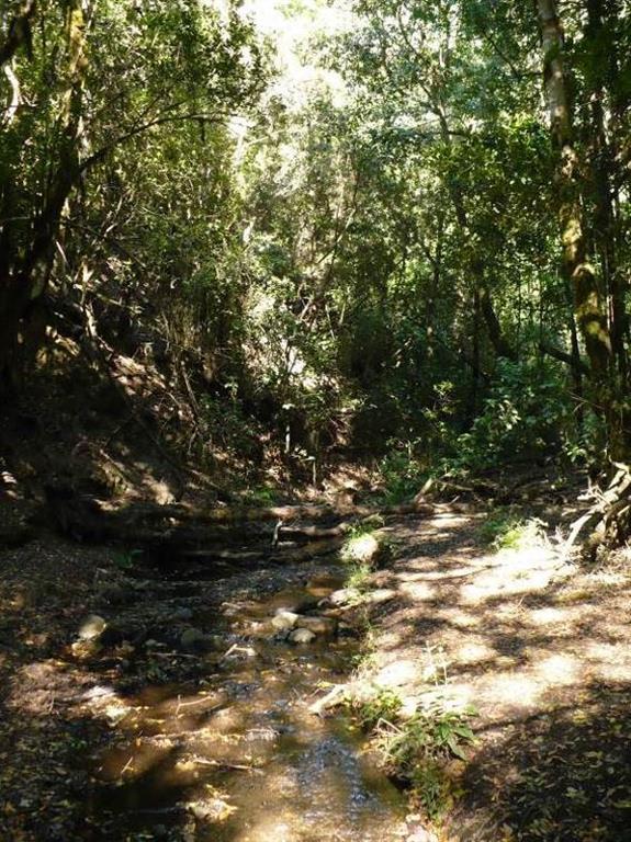 Arroyo de El Cedro