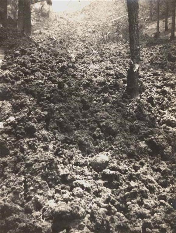 Pinos atrapados entre las lavas de 1949. Foto de Adalberto Benítez (1949) 