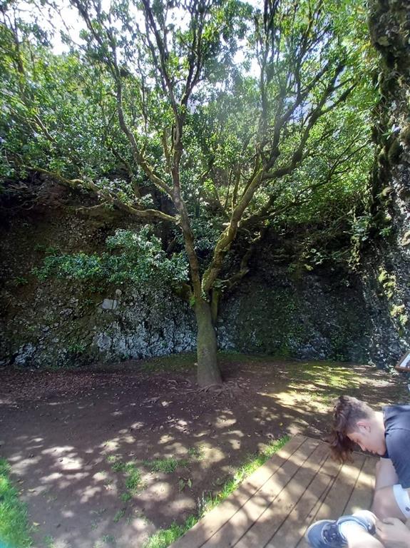 Árbol del Garoé actual