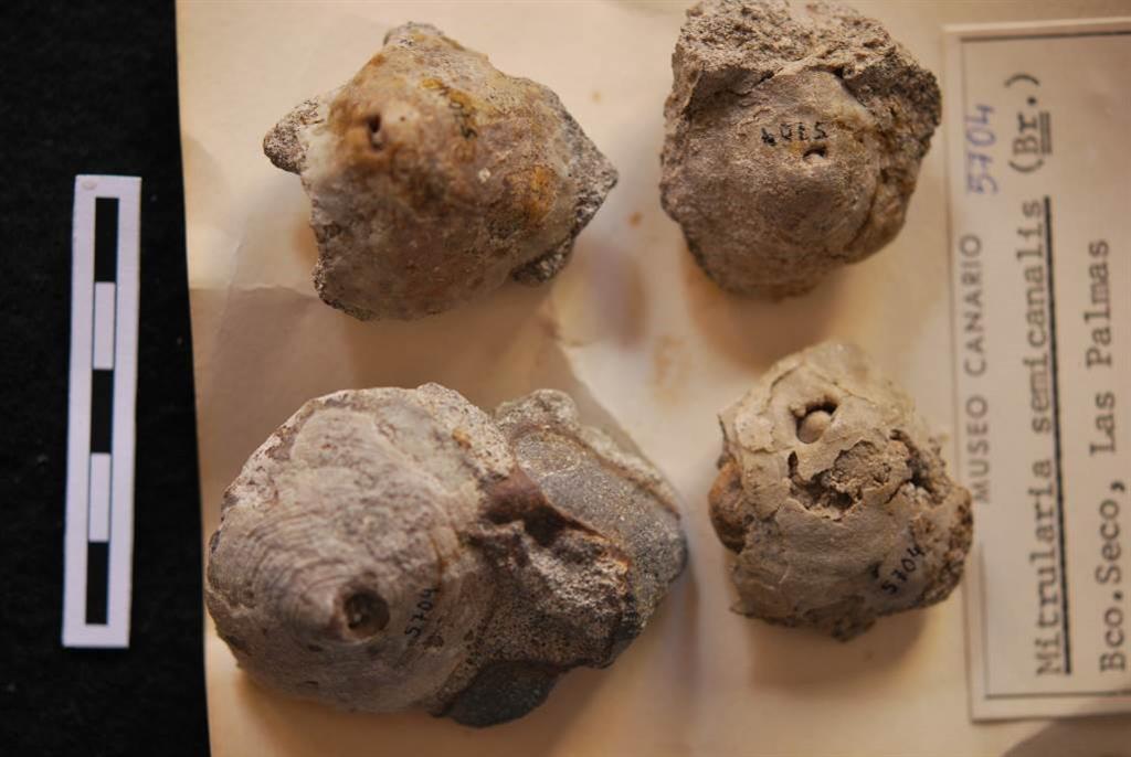 Muestras de moluscos fósiles de la Formación Detrítica de Las Palmas