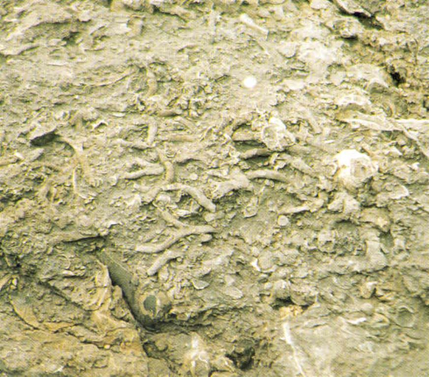 Lumaquela de Mundaka. Son rocas formadas por acumulación de fósiles cementados entre si. En la foto se aprecian lamelibranquios, rudistas y corales ramosos unidos por una matriz carbonatada. (Foto: Diputación Foral de Vizcaya - LURGINTZA)