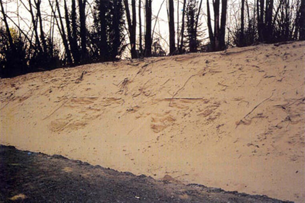Sección de una duna del campo de dunas fijadas por la vegetación que existe entre Las Arenas y Leioa. Corresponden al cordón dunar del estuario del Nervión. (Foto: Diputación Foral de Vizcaya - LURGINTZA)