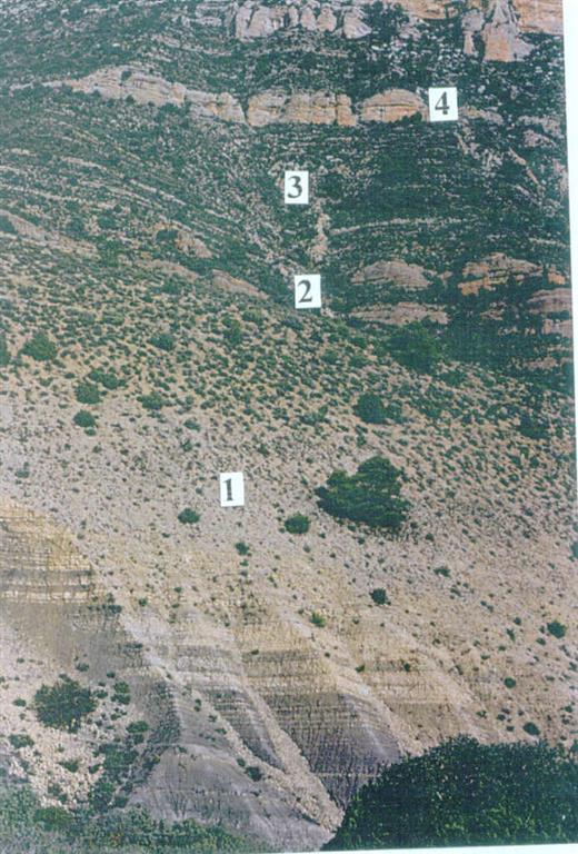 1. Secuencia de carbonatación somerizante. 2. Calizas arenosas salpicadas de grava de cuarzo. 3. Calizas arenosas entre margas. 4. Calcarenitas progresivamente más limosas hacia el oeste.