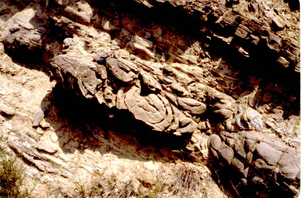 Estructuras sedimentarias postdeposicionales de tipo ball and pillow en facies turbidíticas del Complejo lacustre de Sanaüja.